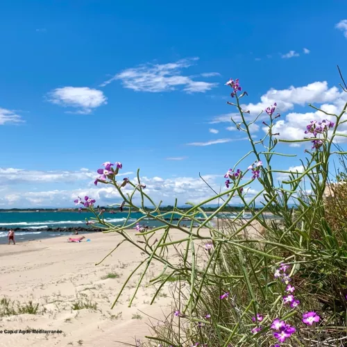 PLAGE LA TAMARISSIERE