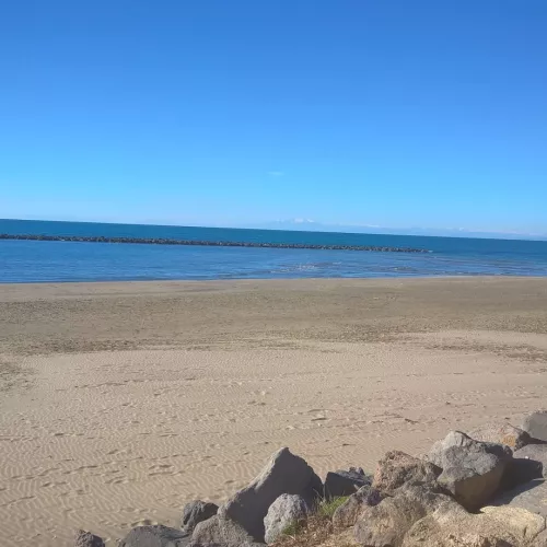 plagedesbattus